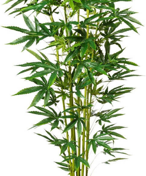 mobile_image