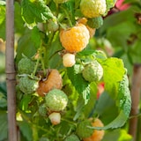 thumbnail of Framboisier - Rubus idaeus Fallgold - Set de 3 Hauteur 25-40cm