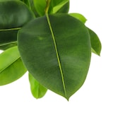 thumbnail of Pianta Ficus Elastica 140 Cm