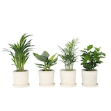 thumbnail of Areca, Chamaedorea, Coffea, Musa - Trendige Zimmerpflanzenmischung 4er Set Höhe 25-40cm