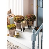 thumbnail of Vaso com pés de madeira – Ø 27 x 42 cm – Drypot em suporte de madeira – Floreira sustentável – Vaso decorativo – Interior – Castanho