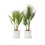 thumbnail of Washingtonia Robusta - Mexikanische Fächerpalme 2er Set Höhe 50-60cm