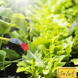 thumbnail of Relaxdays Drucksprüher, 5 l, Pflanzenbewässerung & -schutz, verstellbare Düse, Skalierung, Pumpsprühgerät, weiß-grau