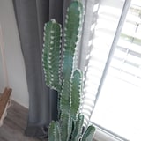 thumbnail of Mexikanischer Kaktus, Kunstpflanze, grün, 123cm