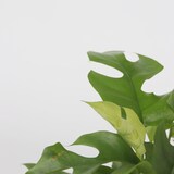 thumbnail of Monstera Minima - Rhaphidophora tétrasperme Set de 2 Hauteur 20-30cm