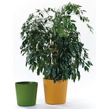 thumbnail of EURO3PLAST Blumentopf Fyre Ø 40 cm mango