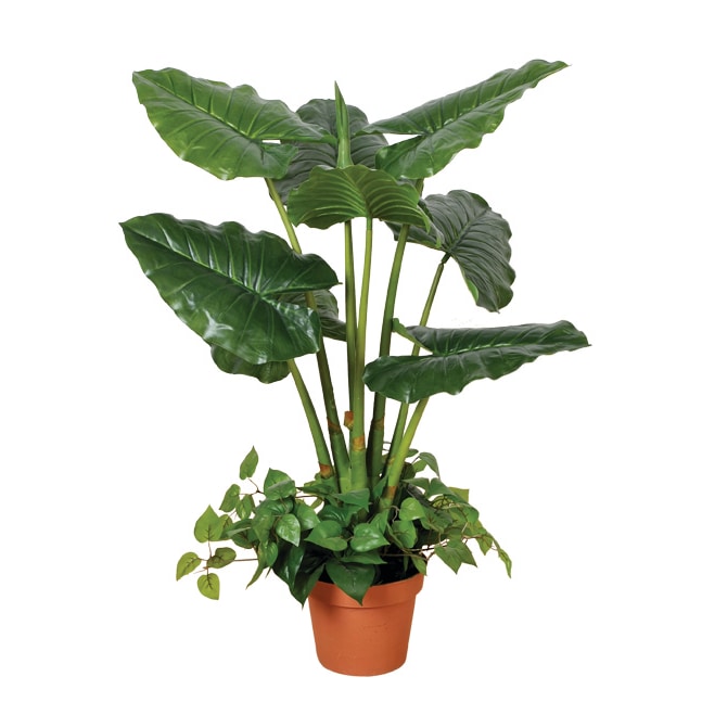 Taro 100 Cm