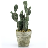 thumbnail of Cactus PLANO en maceta de cemento de 20 cm de altura.(Caja de 6 Unidades)