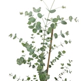 thumbnail of Eukalyptus - Eucalyptus gunnii 'Blue Ice' Mix - Höhe ca. 50 cm, Topf-Ø 16 cm