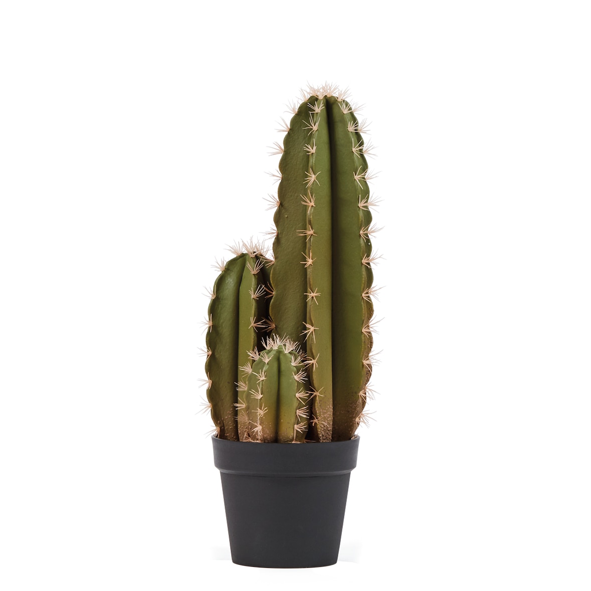 Cactus Organo 64 Cm