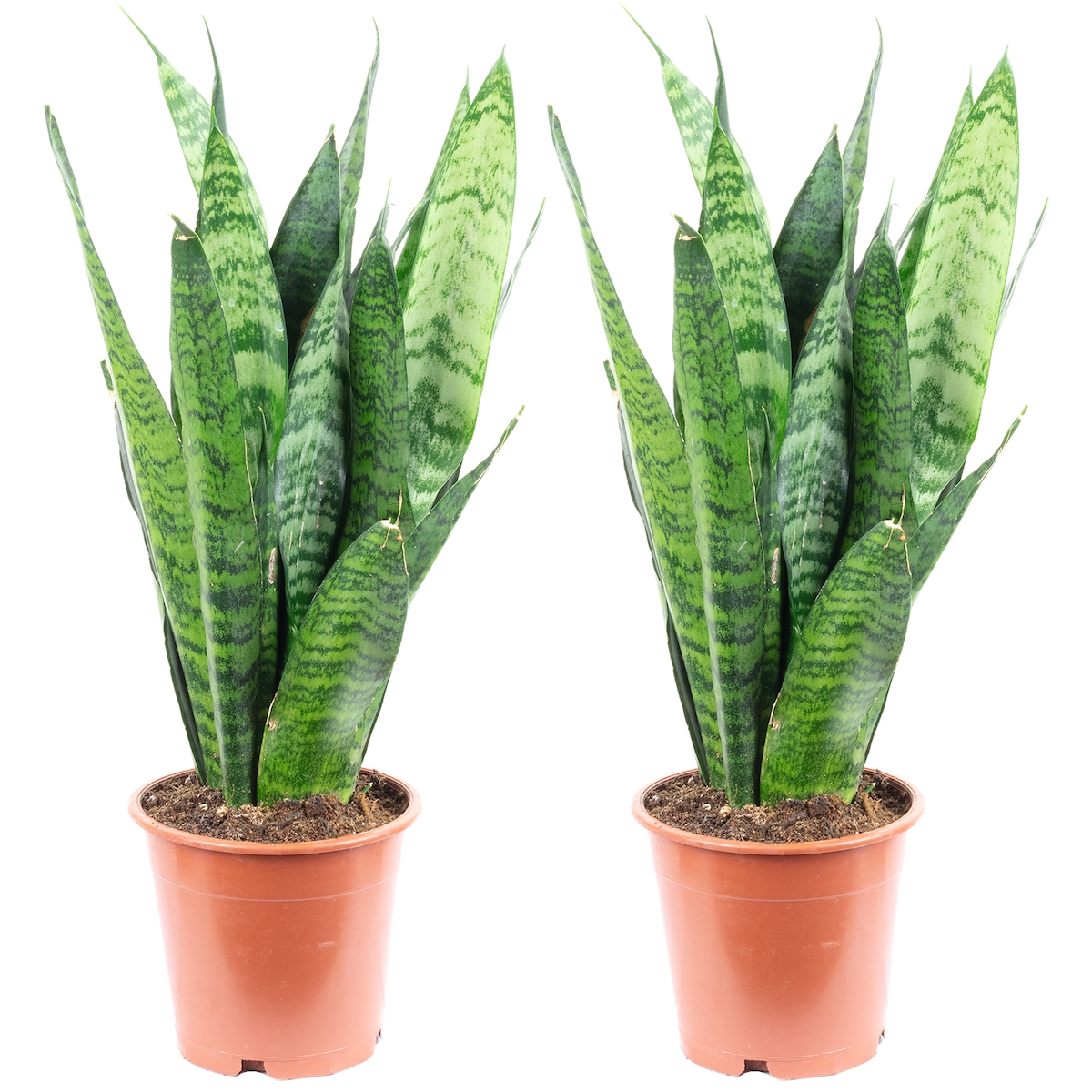 2er-Set Sansevieria 'Black Coral' – Pflegeleichter Bogenhanf, ca. 30 cm hoch, Topf-Ø 12 cm
