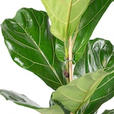 thumbnail of Geigenfeige – Moderner Dschungel-Look für Innenräume, ca. 95 cm hoch, Topf-Ø 21 cm
