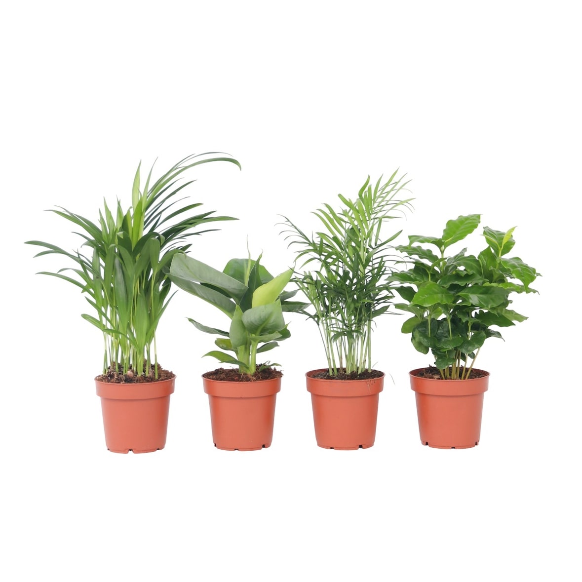 Areca, Chamaedorea, Coffea, Musa - Trendige Zimmerpflanzenmischung 4er Set Höhe 25-40cm