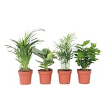 thumbnail of Areca, Chamaedorea, Coffea, Musa - Trendige Zimmerpflanzenmischung 4er Set Höhe 25-40cm