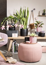 thumbnail of Scheurich 900/18 Übertöpfe ROSEA