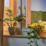 thumbnail of Relaxdays Bewässerungskugeln Glas, 4er Set, HxD: 15 x 6 cm, Gießkugeln für Pflanzen, Bewässerungshelfer Urlaub, lila