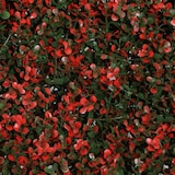thumbnail of Jardim vertical artificial Grosella | Naturing Monde - 1x1M - Para interior e exterior  - Material 100% HDPE de alta qualidade