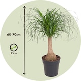 thumbnail of Pied d'éléphan - Beaucarnea recurvata Hauteur 60-70cm