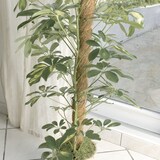 thumbnail of Tutor de coco Estaca coco Ø45mmx1,2m natural