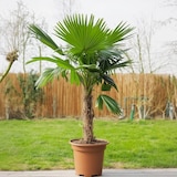thumbnail of Mexikanische Fächerpalme - Washingtonia Robusta Höhe 50-60cm