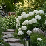 thumbnail of Hortensia - Hydrangea Strong Annabelle Set de 2 Hauteur 30-40cm