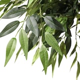 thumbnail of Planta artificial / árbol artificial ACACIA 155 cm verde hjh OFFICE