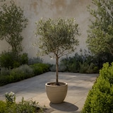 thumbnail of Olivenbaum - Olea Europaea Höhe 60-70cm