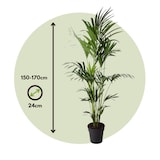 thumbnail of Kentia Palme - Howea forsteriana Höhe 150-170cm