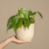 thumbnail of Peperomia Raindrop - Polybotrya Set de 2 Hauteur 20-30cm