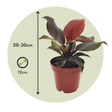 thumbnail of Philodendron Sun Light 2er Set Höhe 20-30cm