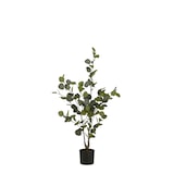 thumbnail of Eucalyptus boom in pot groen - h120xd55cm