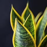 thumbnail of Sansevière - Sansevieria Laurentii Set de 2 Hauteur 30-40cm