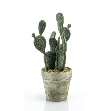 Cactus PLANO en maceta de cemento de 20 cm de altura.(Caja de 6 Unidades)