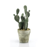 thumbnail of Cactus PLANO en maceta de cemento de 20 cm de altura.(Caja de 6 Unidades)