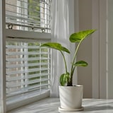 thumbnail of Taro géant - Alocasia Macrorrhiza Hauteur 60-70cm