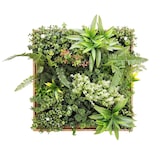 thumbnail of Jardín vertical artificial Bonerva Taormina con marco de madera 50x50 cm pieza decorativa de pared tipo cuadro vegetal para interior sin mantenimiento
