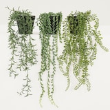 thumbnail of LIGNE DÉCO Plante succulente retombante artificielle 60cm lot de 3