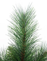 Dettaglio di aghi di pino verdi.