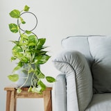 thumbnail of Relaxdays Rankhilfe 8tlg. Set, Kletterhilfe Metall, geometrische Formen, Topf- & Zimmerpflanzen, Pflanzenstütze, schwarz