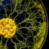 thumbnail of Kit d'élevage Blob Physarum polycephalum Naturalys