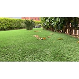 thumbnail of MUSTERKIT Kunstrasen 20, 30, 40 und 50 mm Kunstrasen Rasen Garten von Yelloo