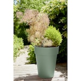 thumbnail of Vase haut TOSCANE haut vert laurier 67L EDA