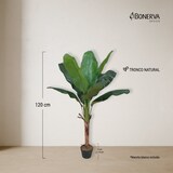 thumbnail of Bonerva | Platanera Nature 120 cm Altura | Planta artificial con Tronco natural | Ideal para decorar interiores: hogares, negocios y hoteles