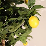 thumbnail of Pianta artificiale Limonero 180 cm - Naturing Monde - Interni