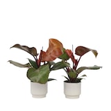 thumbnail of Philodendron Sun Light 2er Set Höhe 20-30cm