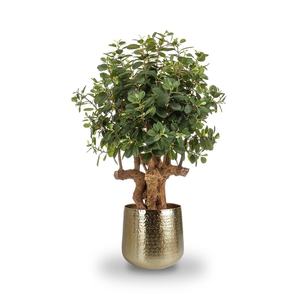 Árbol ficus BOTANIC. Altura 105 cm y 1500 hojas