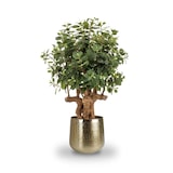 thumbnail of Árbol ficus BOTANIC. Altura 105 cm y 1500 hojas