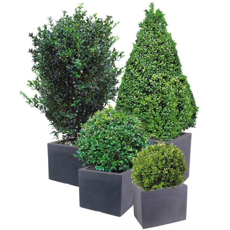 mobile_image