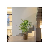 thumbnail of Dracena Artificial (120 cm)