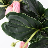 thumbnail of Trosbloem - Medinilla Magnifica Hoogte 40-50cm